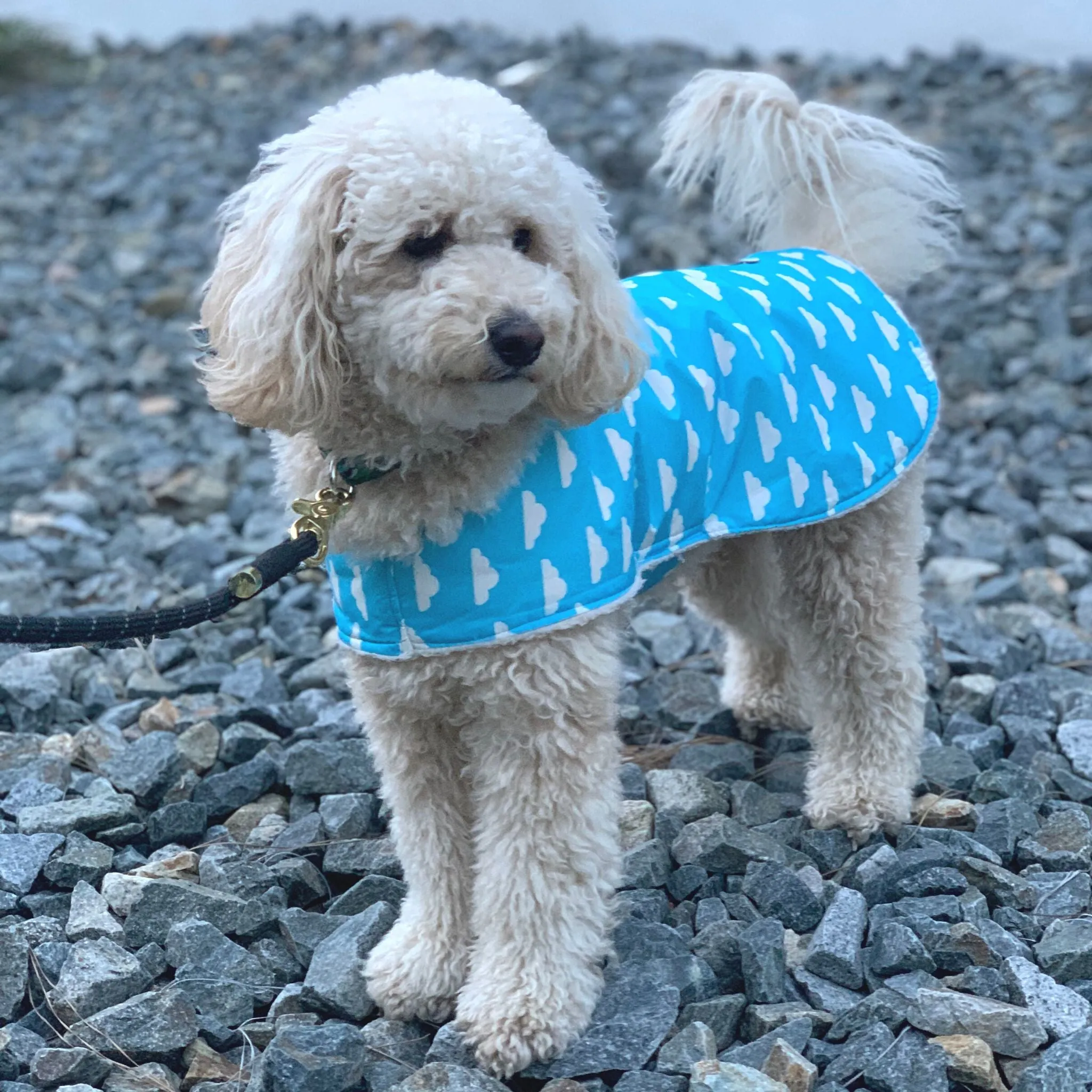 Sherpa Lined Windbreaker Dog Coat - Cloud